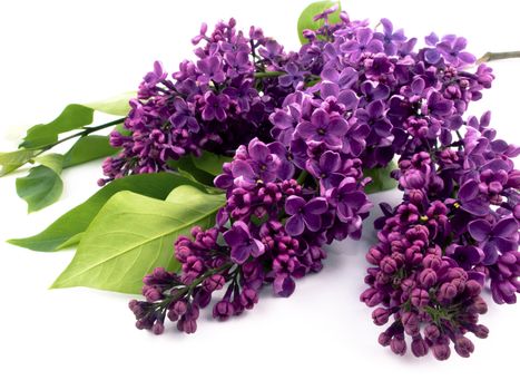 Bunch of lilac on white background.