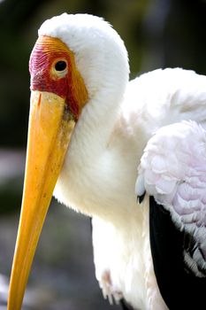 Image of a beautiful stork with an orange beak.