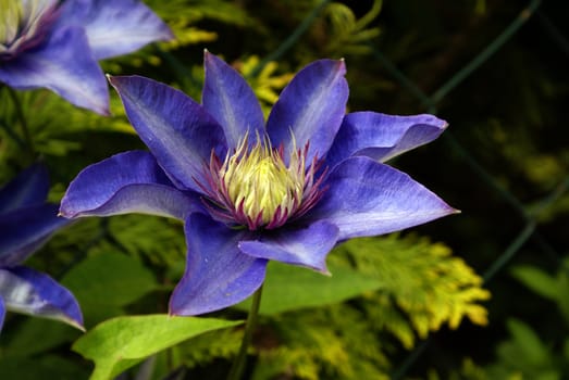 Close-up shot of a purple clematis flower