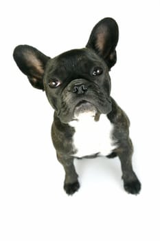 A French Bulldog isolated agaisnt a white background