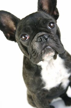 A French Bulldog isolated agaisnt a white background