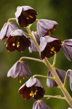 Flowers of frittilaria persica in special dark chocolatecolor