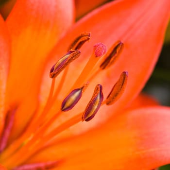 Petals and stamen of an orange lily in close view