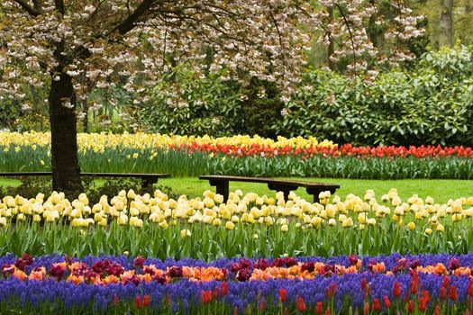 Park in spring with blooming tree, tulips and benches