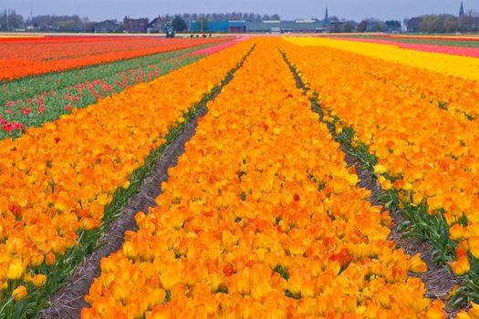 Fields of orange, red and yellow tulips reaching to the horizon