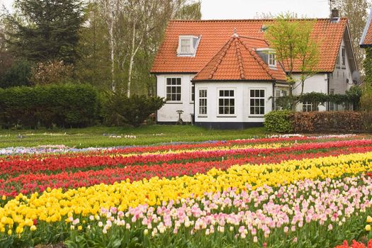 House with view on colorful field of tulips