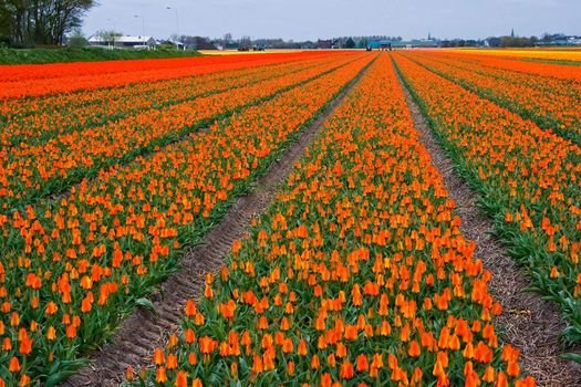 Tulipfields in many colors reaching to the horizon