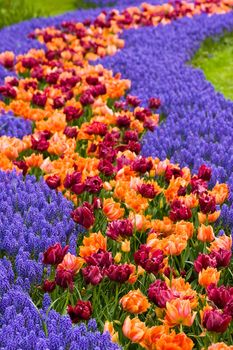 A path of flowers with tulips and common grape hyacinth