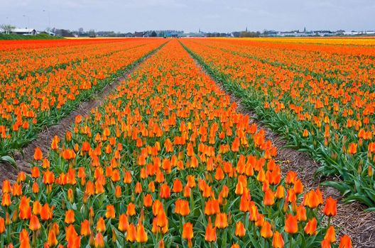 Fields of orange and yellow tulips reaching to the horizon