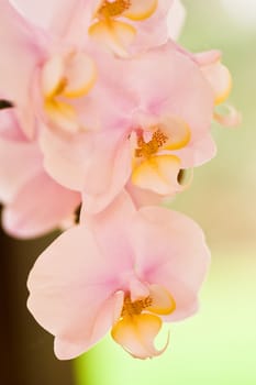 Beautiful soft pink orchids with pastelcolor green background