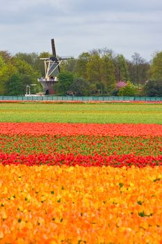 Tulipfield in layers of colors with mill in background