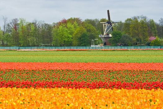 Mill with layers of colorful tulips in foreground