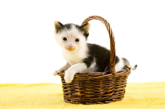 baby kitten sitting in a basket