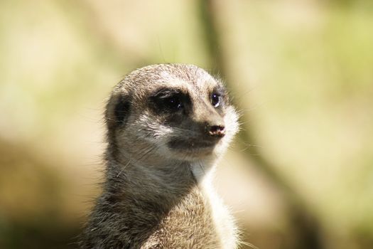 Meerkat (Suricata suricatta)               