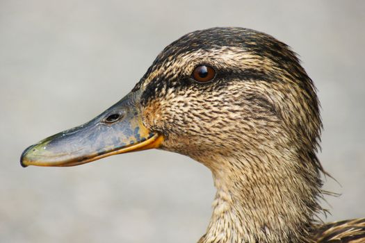 female mallard duck portrait                  