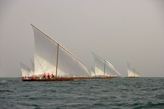 Racing traditional dhows in the Arabian Gulf, off Dubai.
