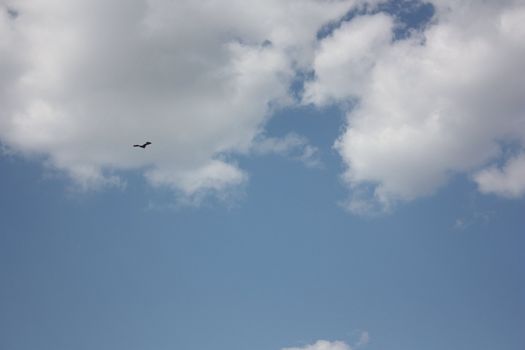 bird in the sky 
