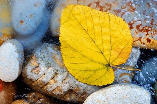 The yellow leaf on stones has frozen in ice in the autumn