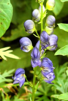 monkshood abloom