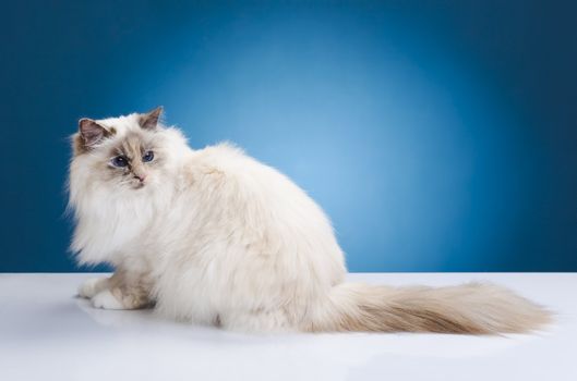 White brown cat on a white table