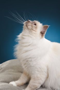 White cat on the big grey pillow