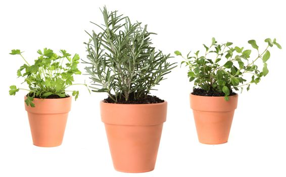 Herb Gardening With Majoram, Cilantro and Rosemary in Clay Pots on White Background