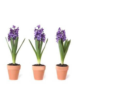 Hyacinth Bulbs Sprouting in Clay Pots on White Background With Copy Space for Your Text