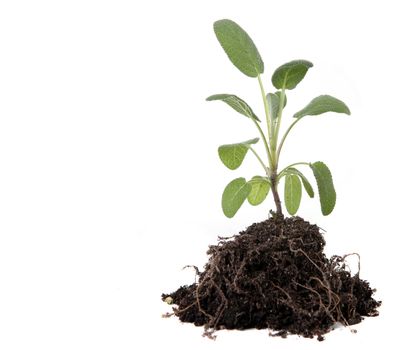 Sage Herb Planting With Dirt and Roots Exposed on White Background