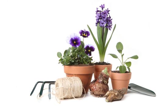 Pansies and Hyacinth With Gardening Tools on White Background