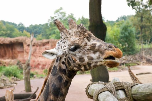 Giraffe chews a grass near to a feeding basket