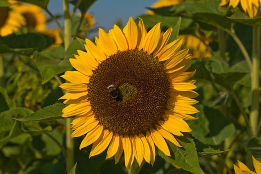 Sunflower with bumblebee in a sunflower field, close-up