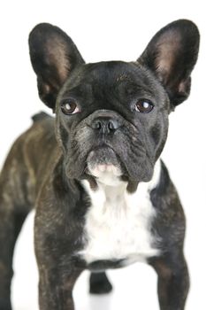 A French Bulldog isolated agaisnt a white background