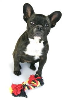 A French Bulldog isolated agaisnt a white background