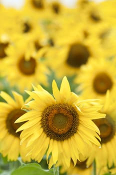 Sunflowers in full bloom in summer