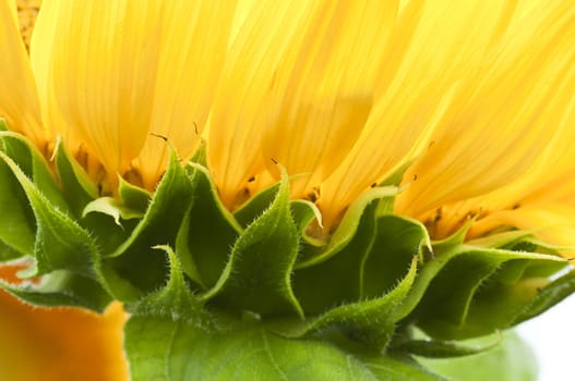 Sunflower in full bloom in summer