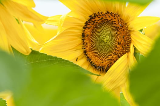 Sunflower in full bloom in summer