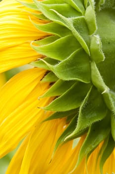 Sunflower in full bloom in summer