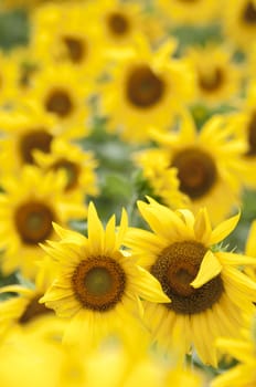 Sunflowers in full bloom in summer