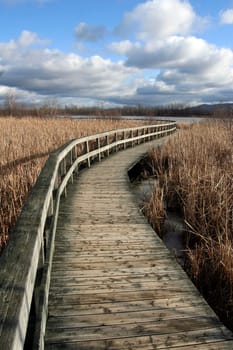 Boardwalk among dried reeds in winter