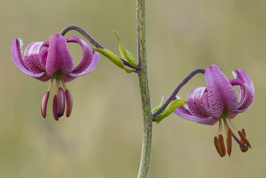 Flowers of Martagon or Turk's cap lily (Lilium martagon)