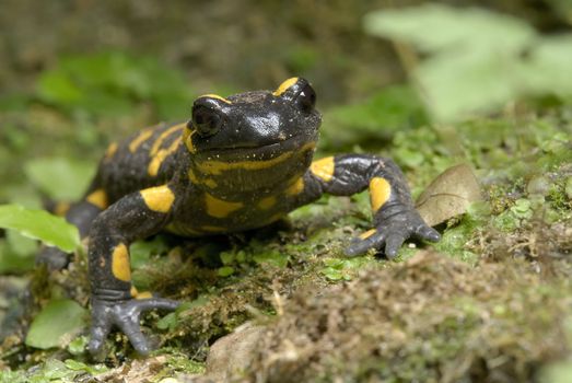 Fire Salamander hiding on ground (Salamandra salamandra)