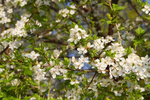 cherry tree flowers