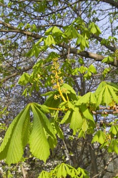 chestnut, spring