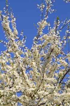 cherry tree flowers