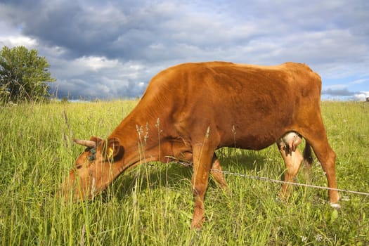 young cow on the meadow