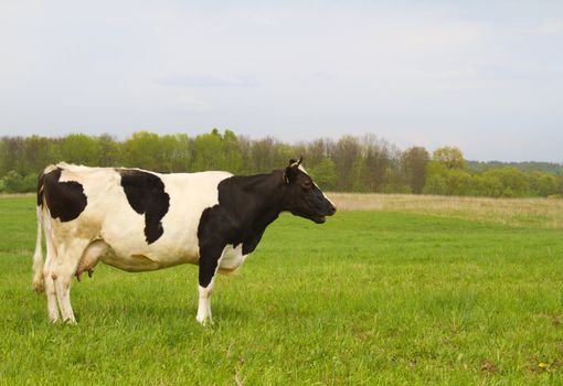 cow on spring meadow
