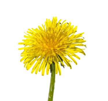 Dandelion, isolated