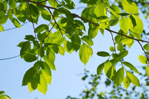 young leaves, backlight