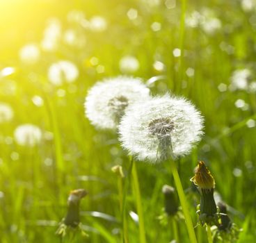 blowballs on meadow