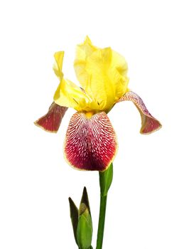 Iris isolated on white